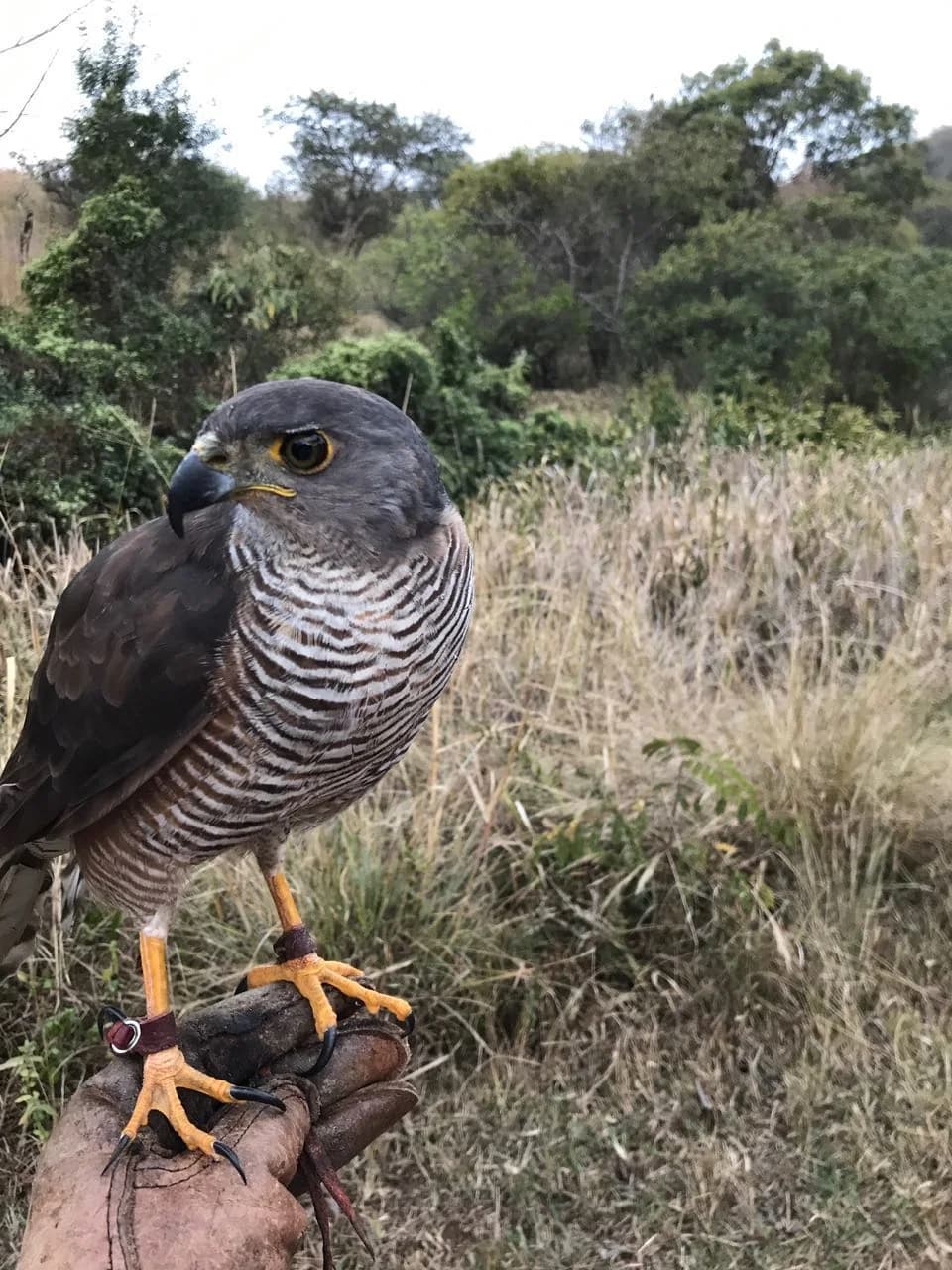 Dakota, an African Goshawk, perched outdoors
