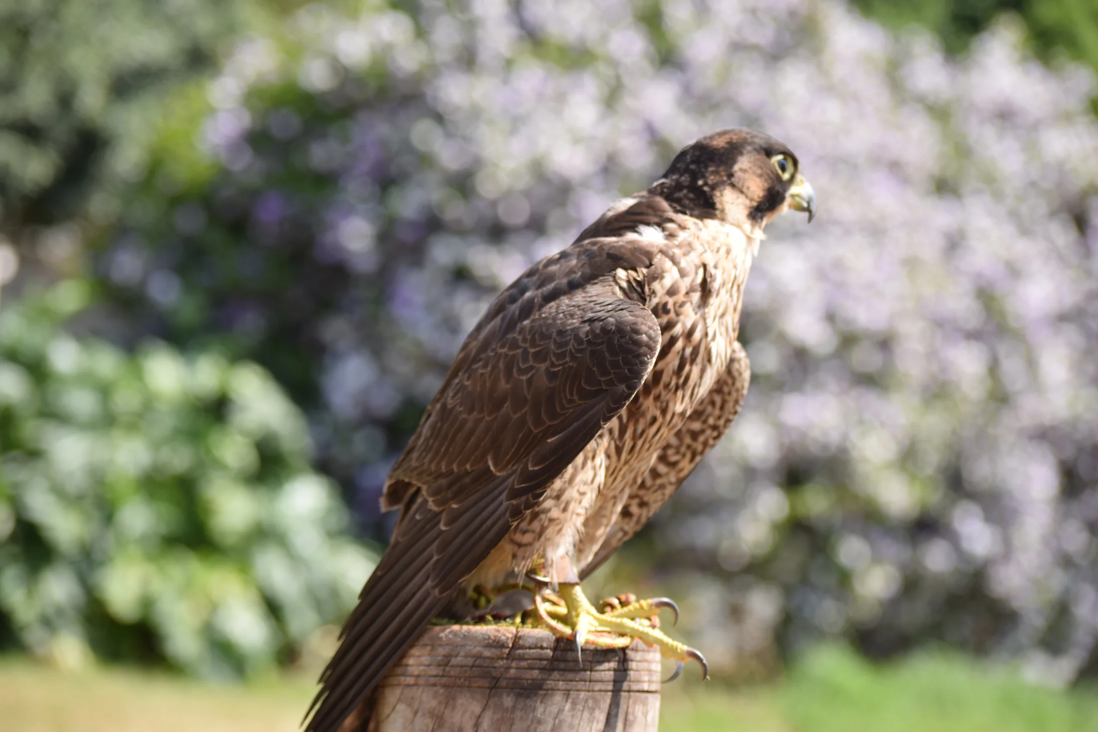 Maleka, a Peregrine Falcon, perched outdoors