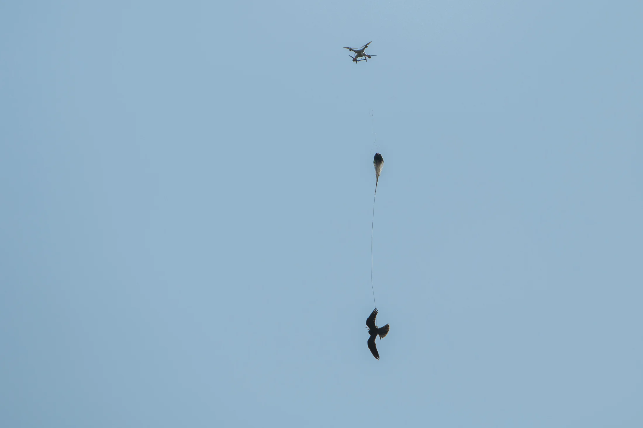A Lanner Falcon in flight high above the field