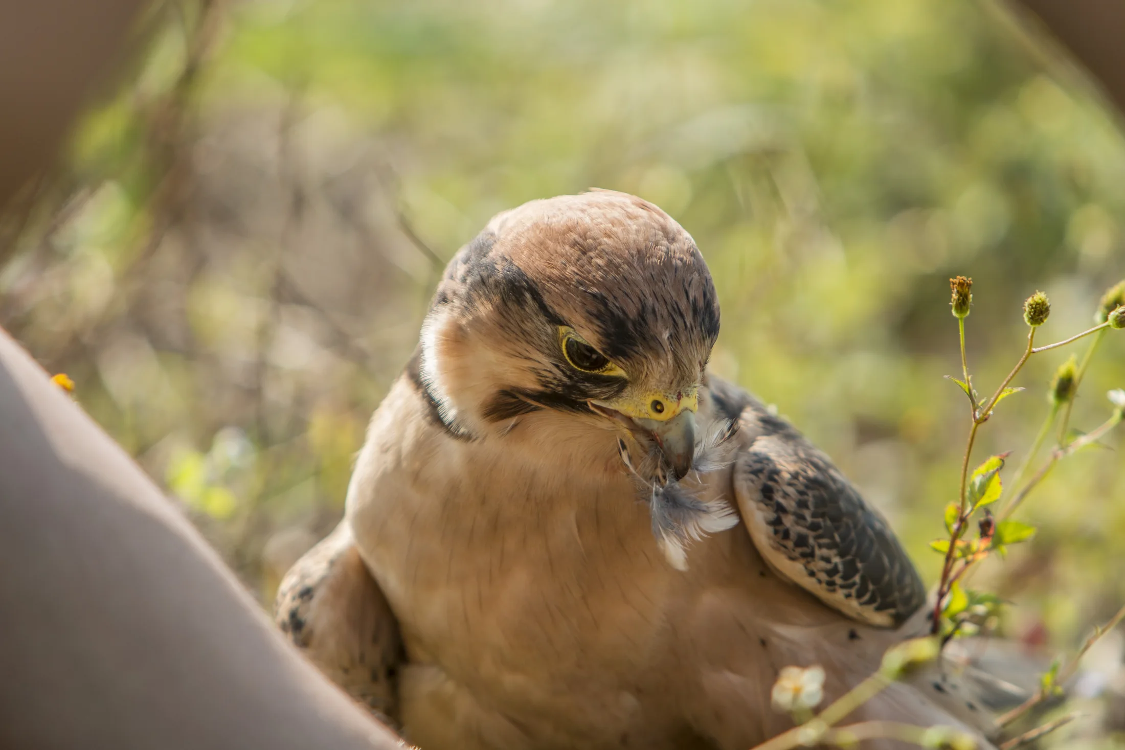 Mallory, a Lanner Falcon, in the field