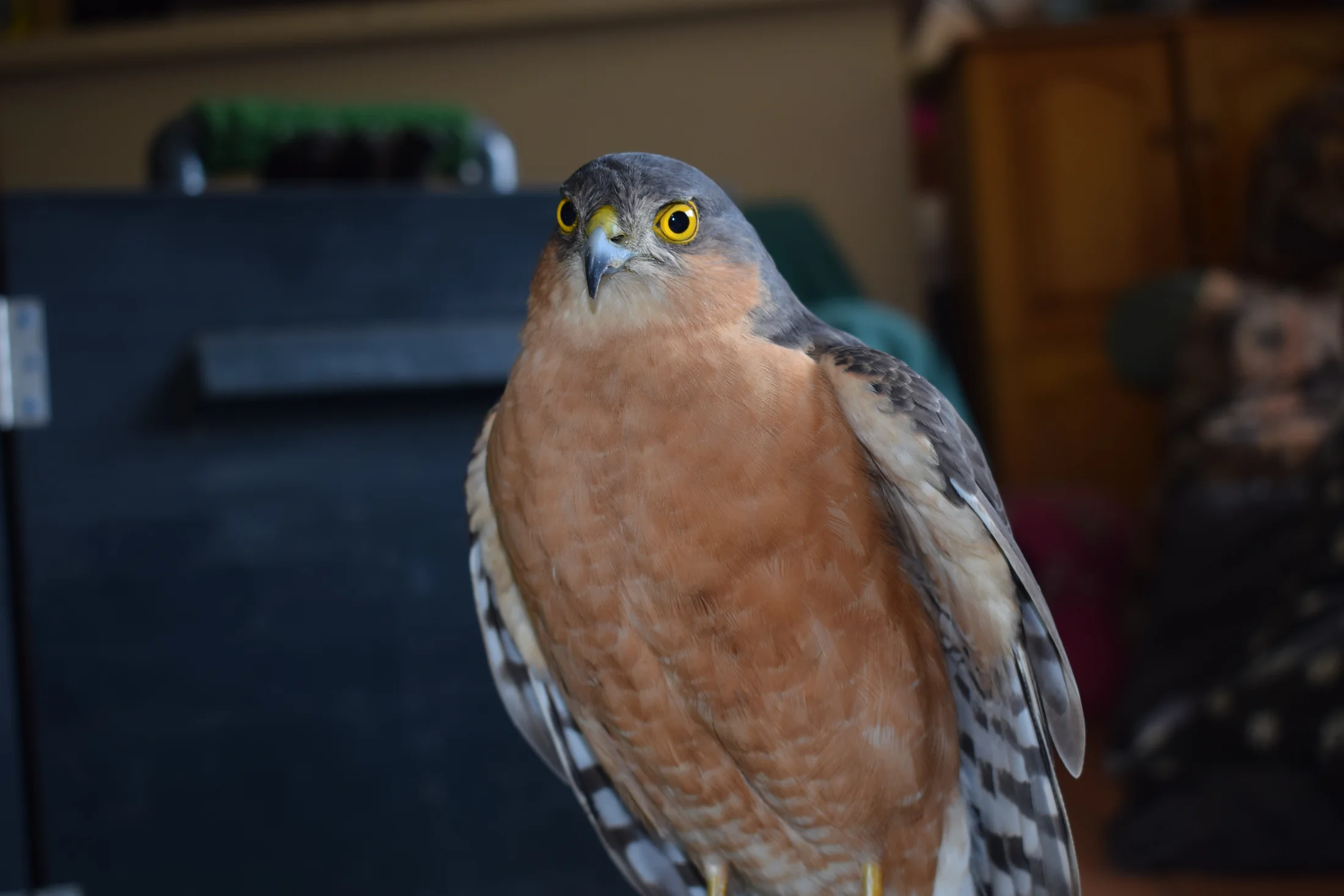 Rickets, one of Cameron’s earlier birds, looking toward the camera
